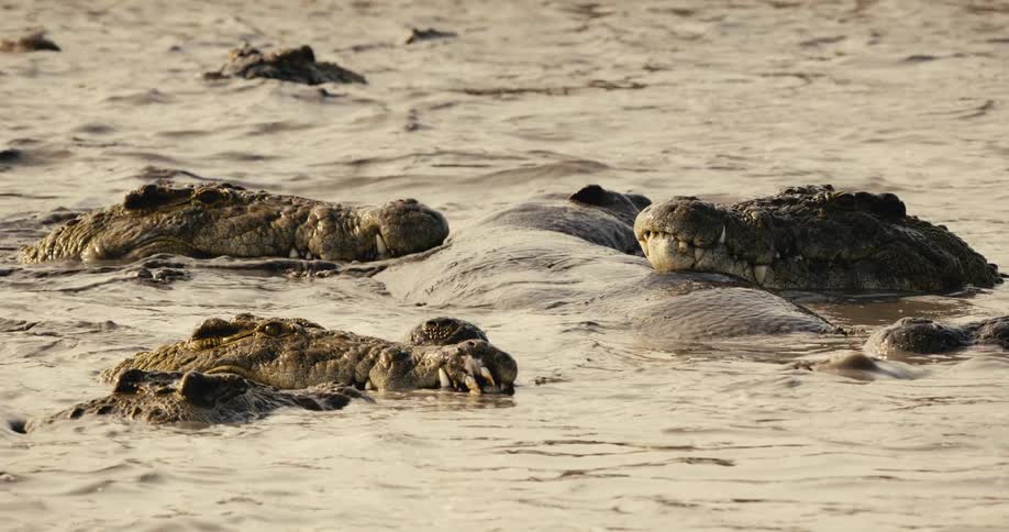 The crocodiles are eating the hippo in the stream