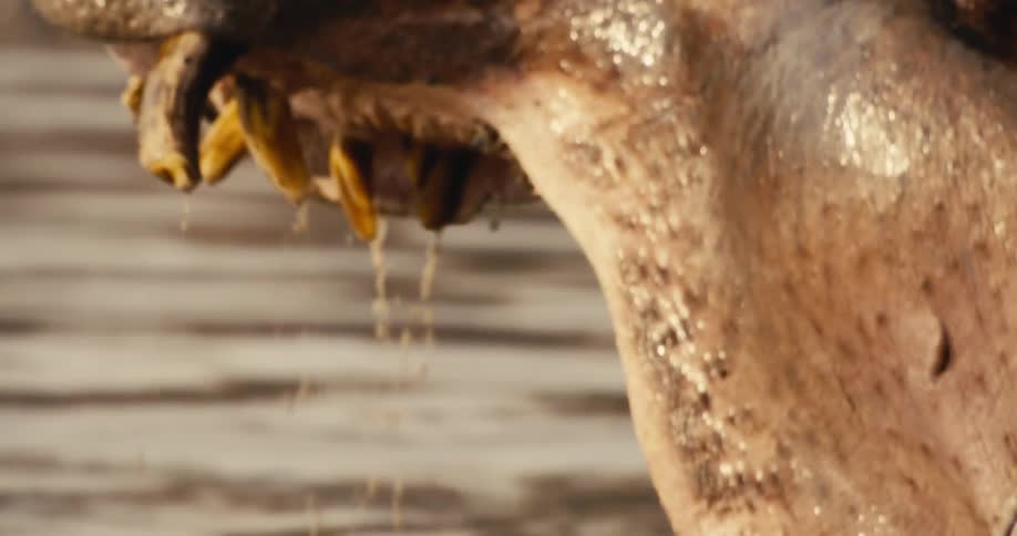 Face of a hippo in a river during the day