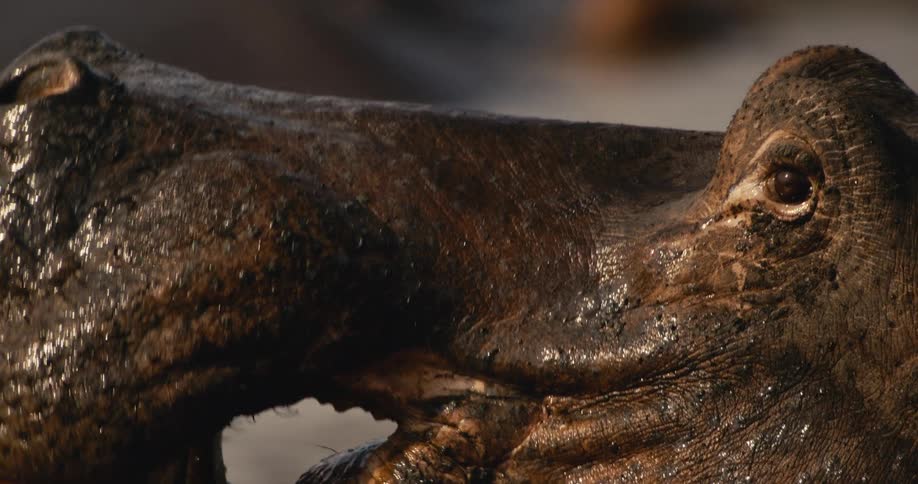 Close up of a hippos face opening and closing its mouth