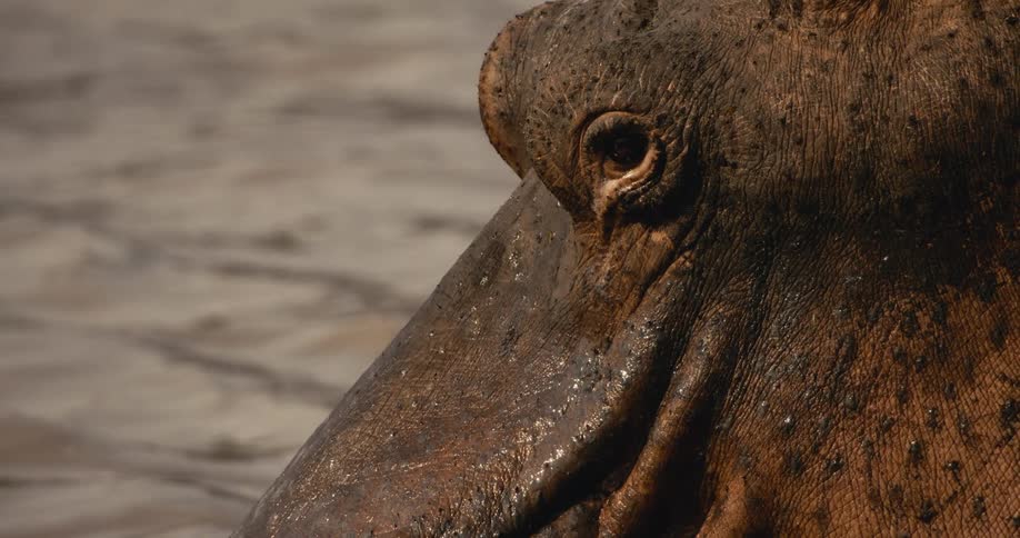 An extreme closeup shows a hippopotamuss eye as it blinks slowly while resting in the water