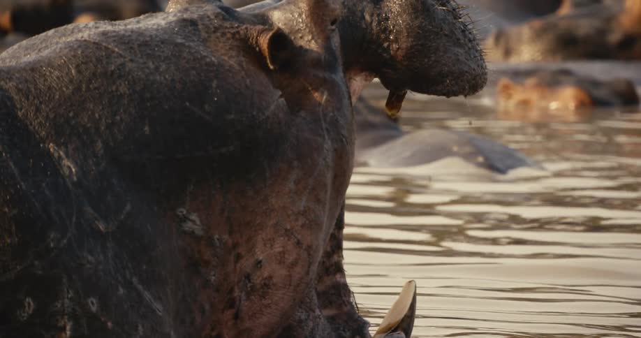 The hippo opens its mouth up wide