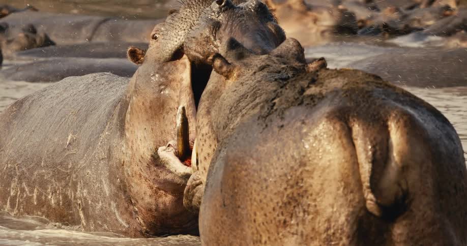 Hippos in an intense fight inside a lake