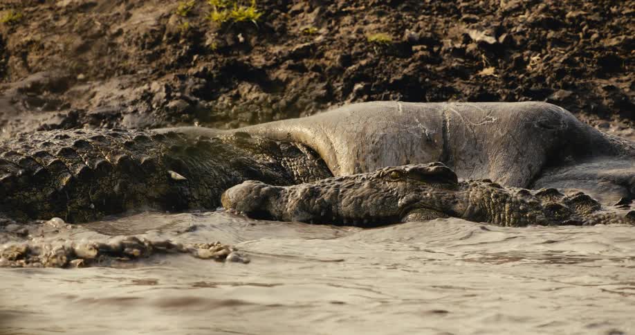The alligator is moving inside the hippo carcass