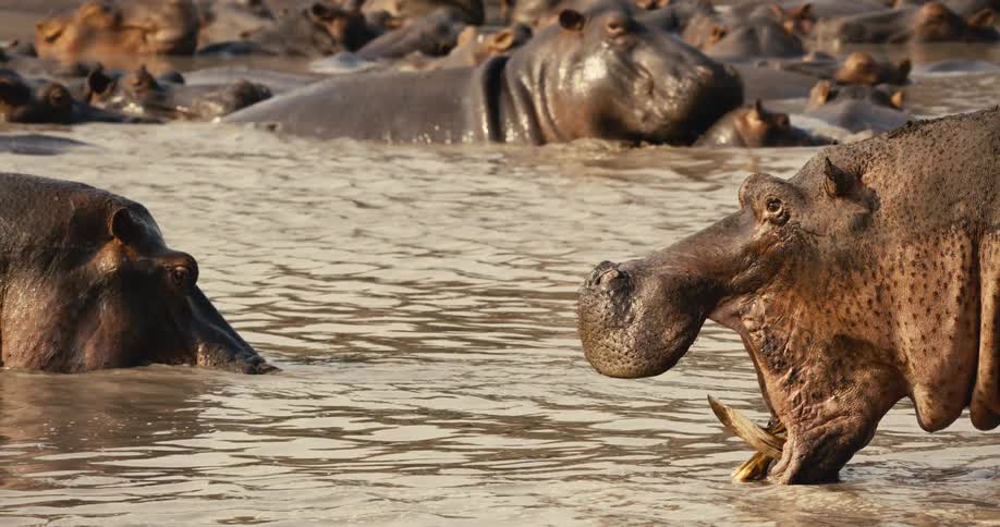 A group of hippos rest in muddy water with one displaying an open mouth in a dominant stance