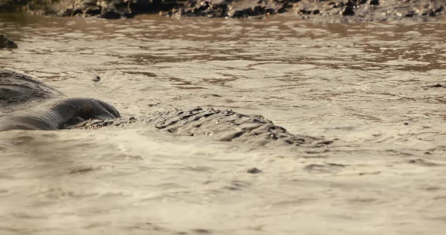 An alligator wrestles with a rhinoceros in a muddy lake