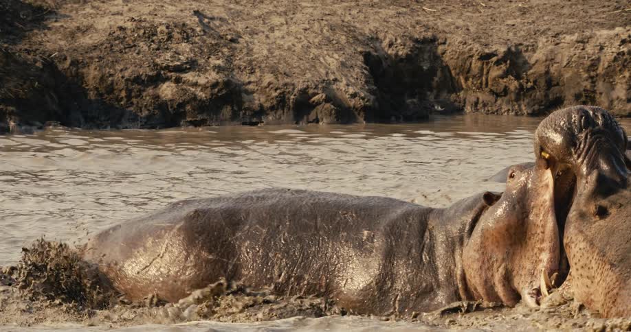 Two hippopotamuses in muddy water face each other with wide open mouths exposing their tusks in a display of aggression or dominance