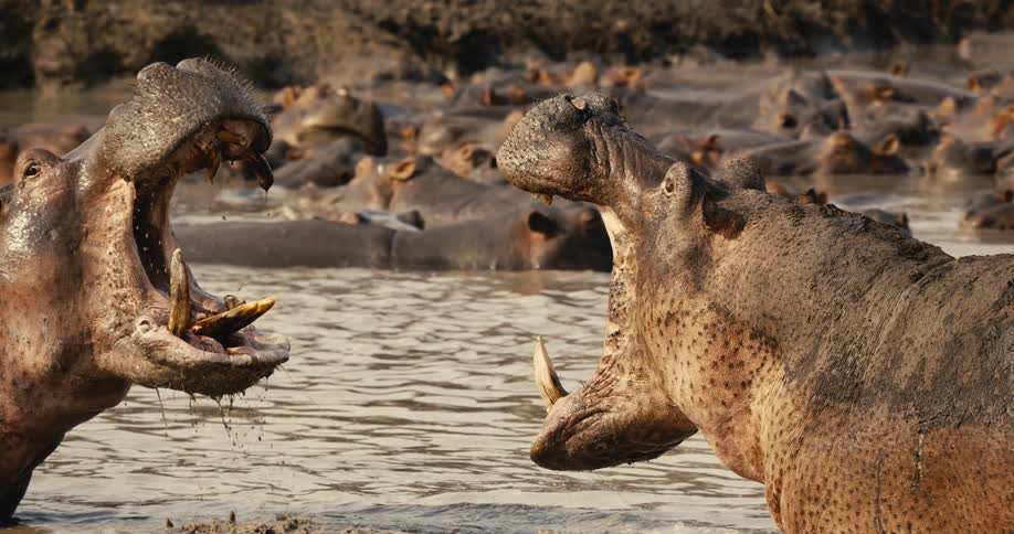 Hippopotamuses with their mouths opened inside a flowing river at midday