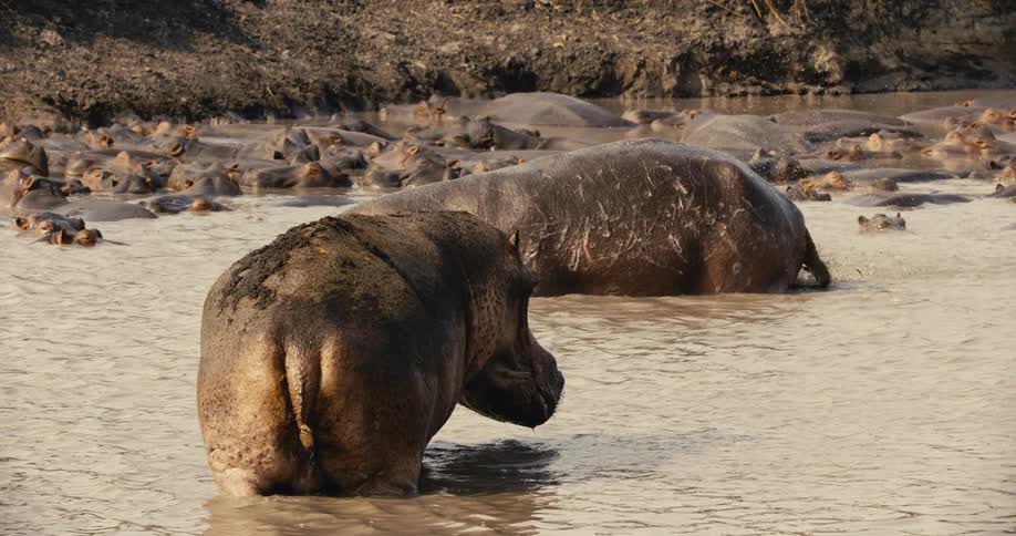 Several hippos in a river with one of them defecating