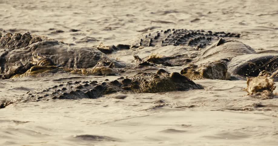 Alligators swimming together in a river