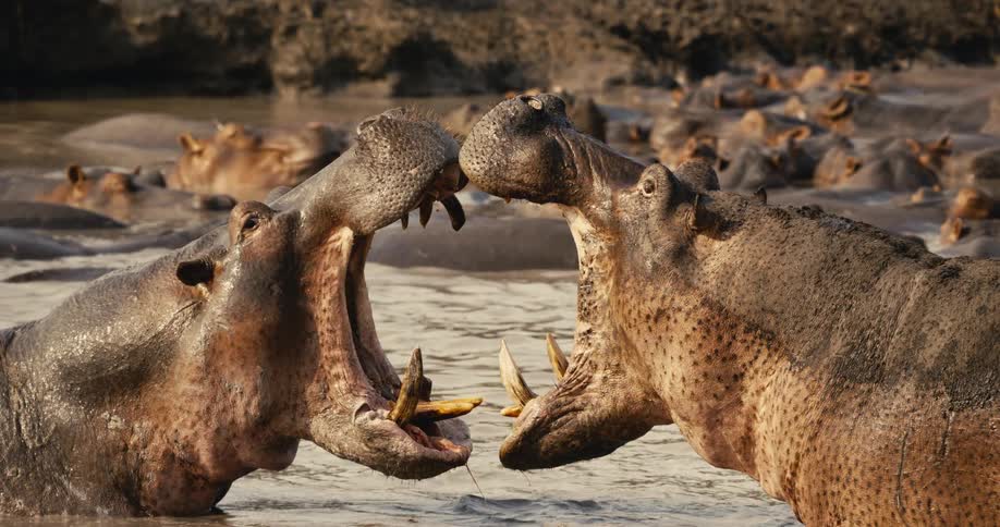 Two hippos in a fight with their mouths open in a river