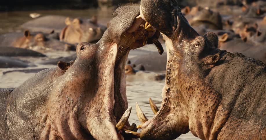 Two hippos fight in a pool while other hippos are in the river nearby around midday