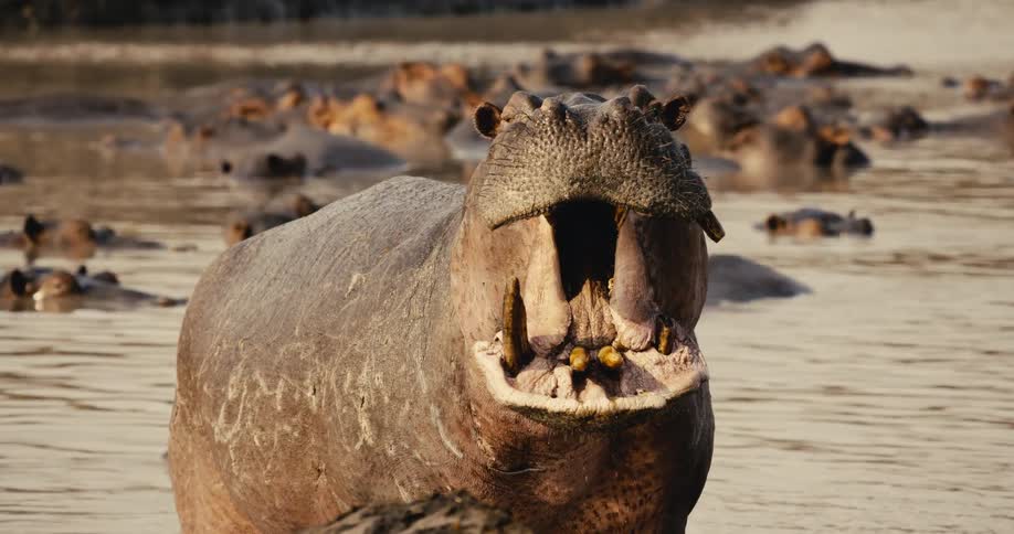 A bloat of hippos are in the water