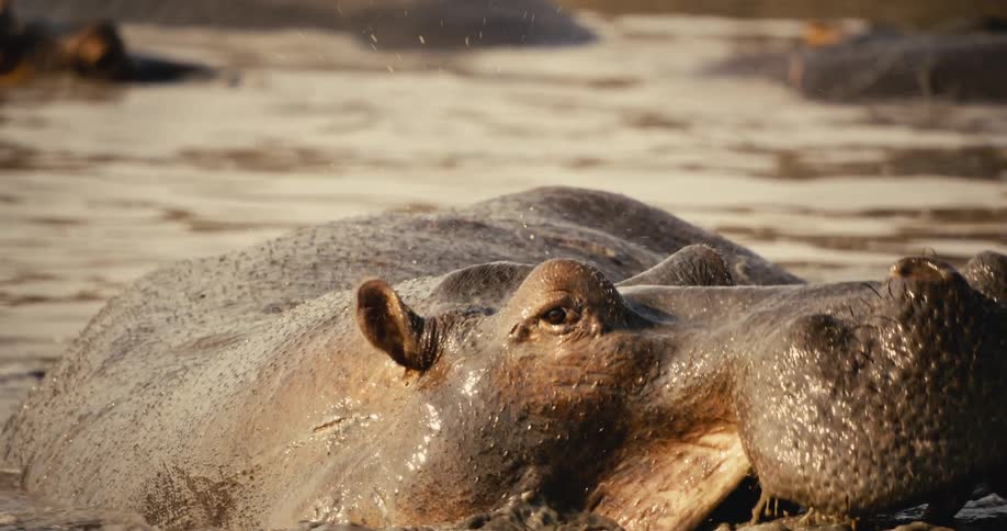 Hippopotamus in a river with mud opening its mouth