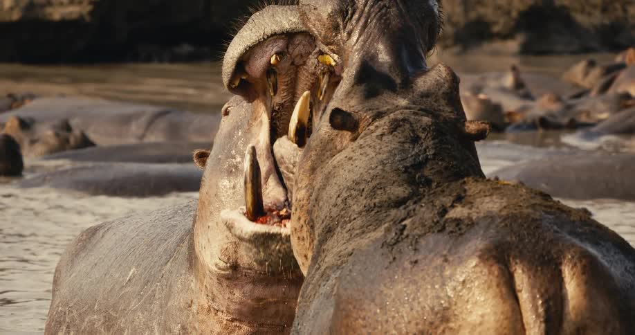 Two hippopotamuses in muddy water face each other with wide open mouths exposing their tusks in a display of aggression or dominance