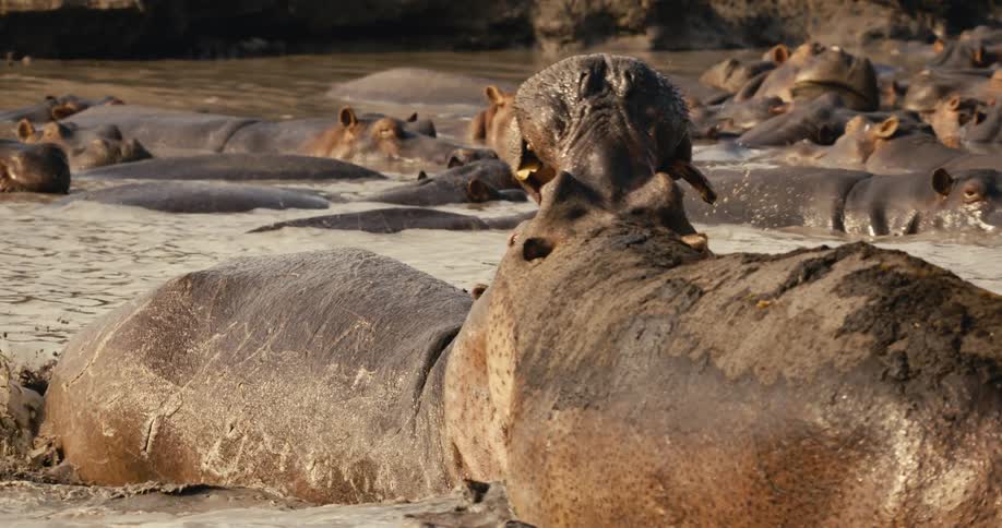 Several hippos in a river with two of them fighting intensely