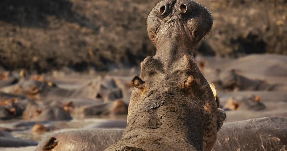Hippo opening its mouth while in the river with other hippos