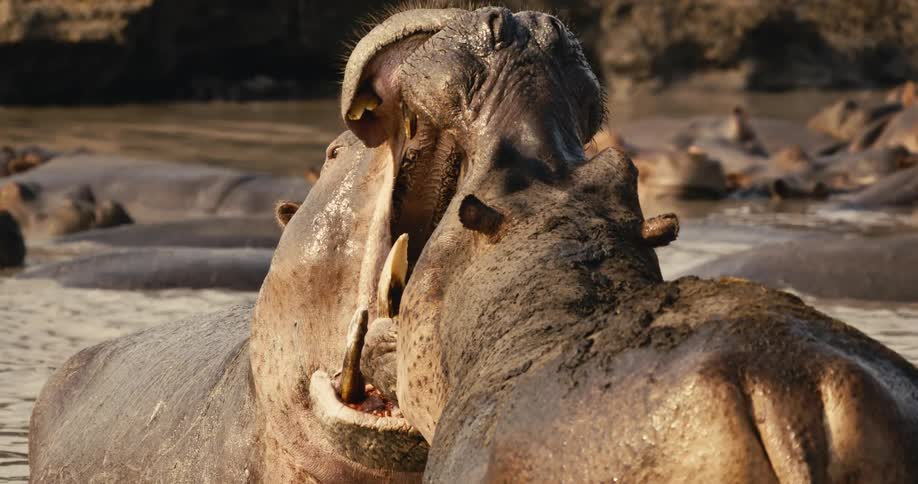 Two hippos contest with their mouths open in a river during daytime