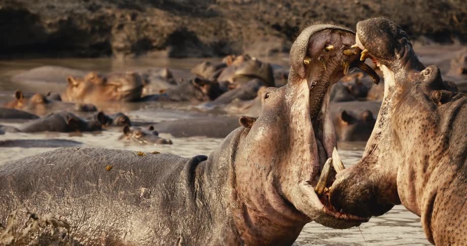 Two hippos engage in an aggressive face off with their mouths wide open in shallow water