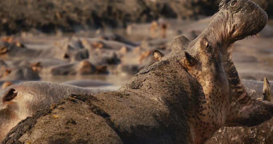 The hippo opens its mouth very wide