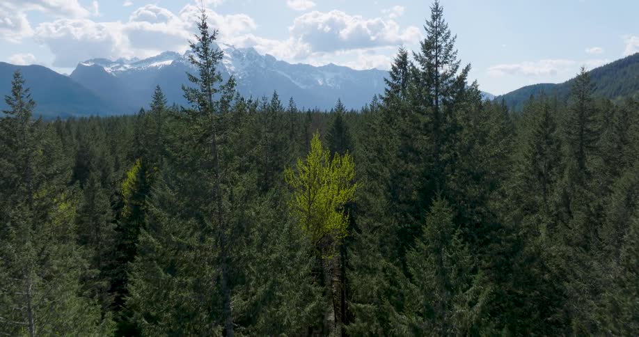 Low push under the tree tops of a coniferous forest with a snowy mountain ridge on the horizon