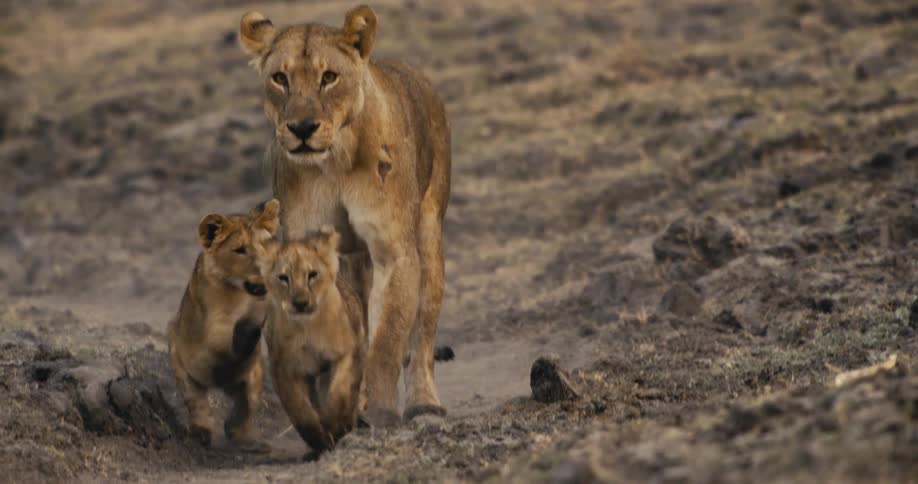Two lion cubs play in the dirt