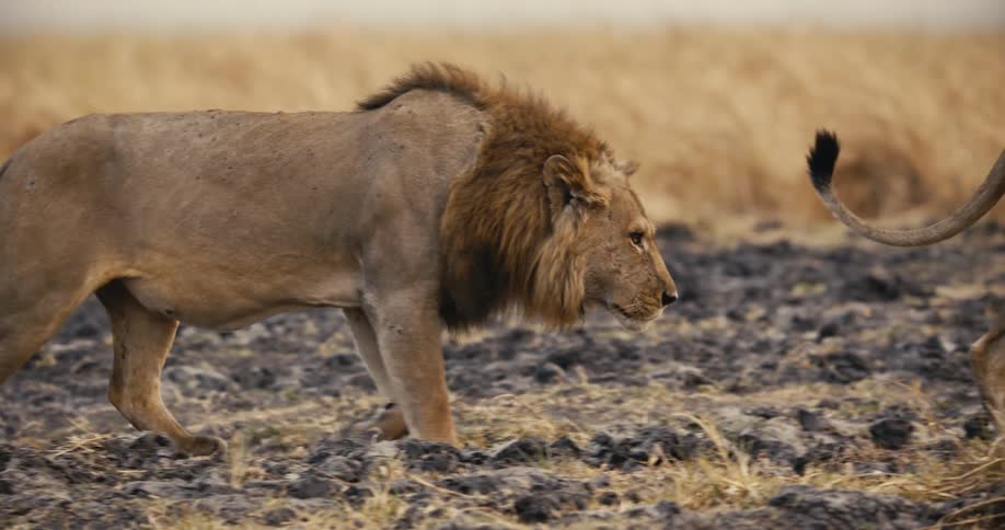 Lions walking in the jungle during the day