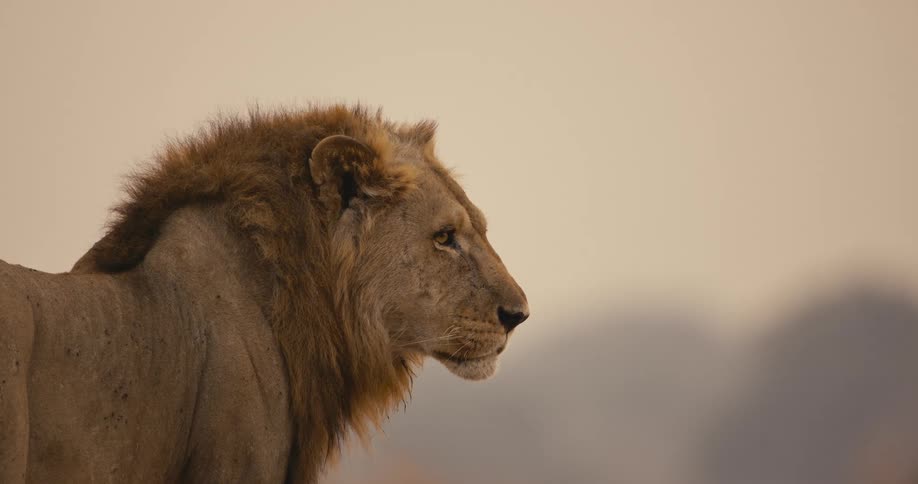 Male lion stands and observes the safari during daytime