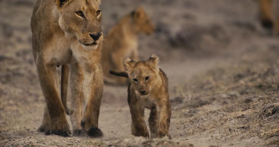 A lioness walks alongside her cub on a dirt path through dry terrain