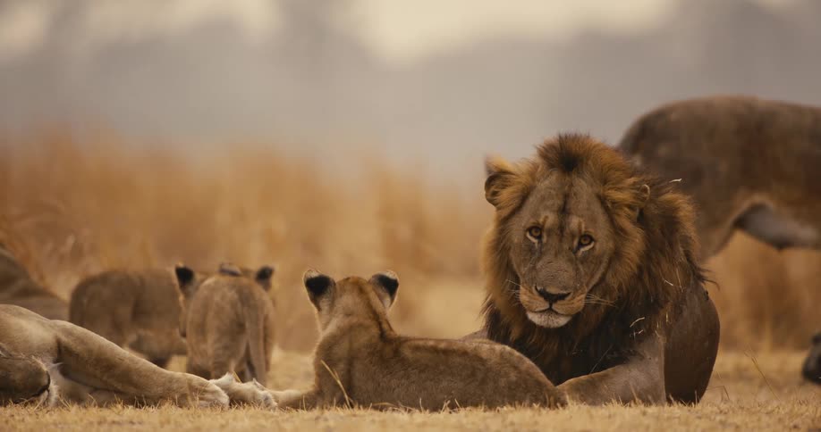 Adult lions and their cubs rest together in an open field