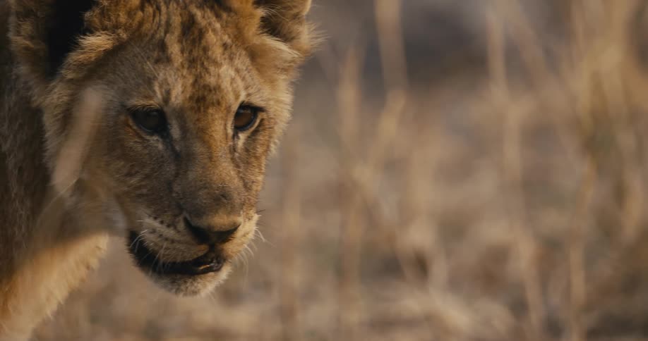The lion looks around then walks