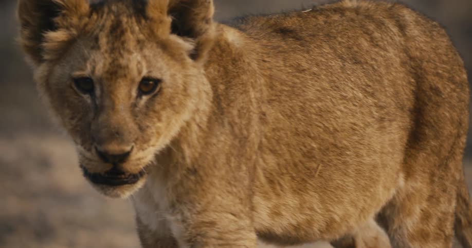 The small lion cub walks in the dirt