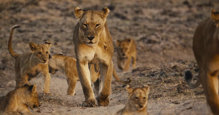 Lionesses with cubs walking in the jungle