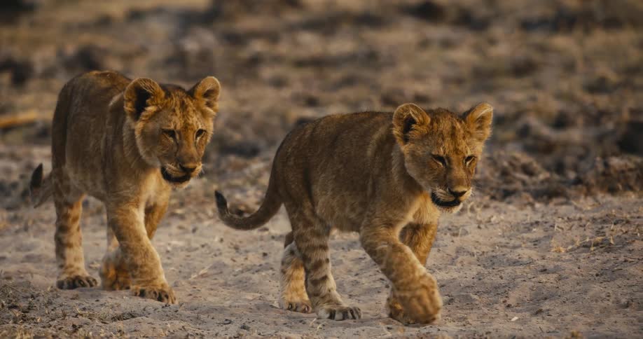 The lion cubs walk together on the soil