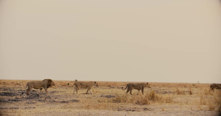 A pride of four lions travel together across the savannah during daytime