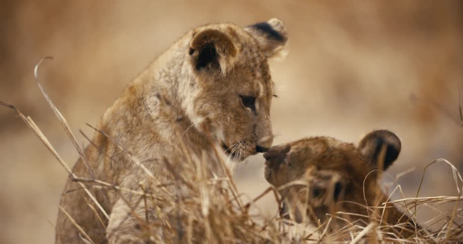 Two lion cubs playfully wrestle in dry grass