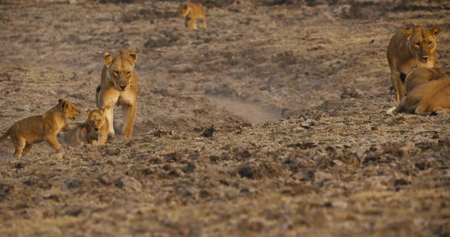 A pride of lions including lionesses and cubs walks across a dry dusty landscape
