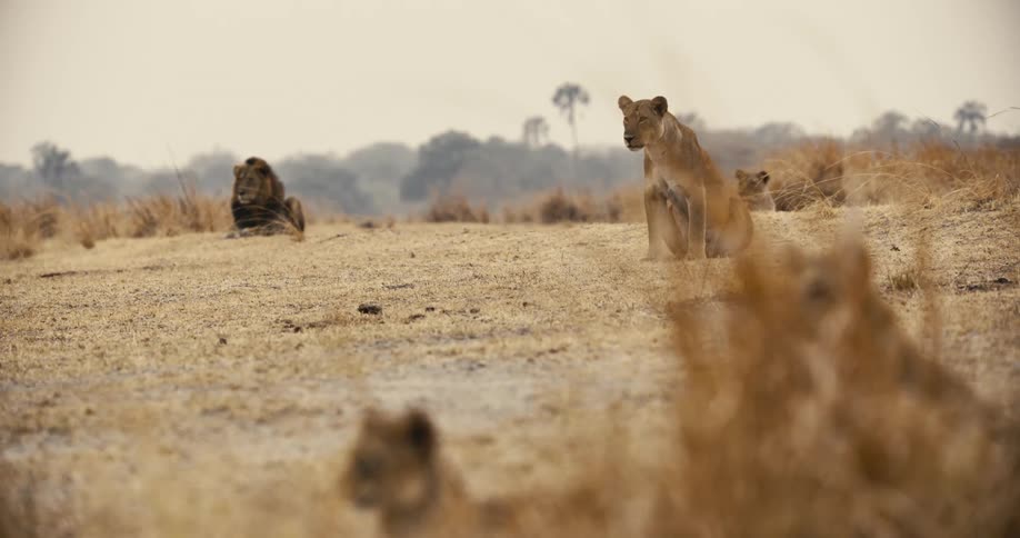 Lions and their cubs are sitting on the ground
