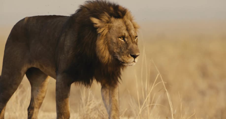 A powerful male lion with a full mane walks with purpose through the tall dry grass of the savanna during the golden hour