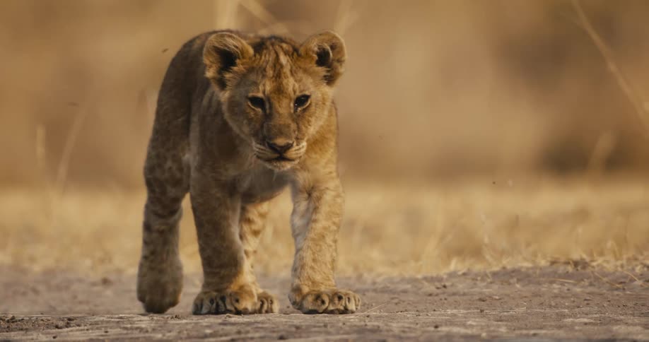 During the golden hour in the savanna a young lion cub with an intent expression and large clumsy paws deliberately pads down a dusty dirt track
