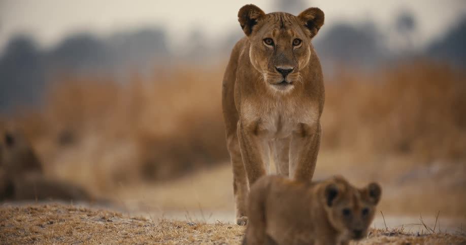 Lioness in the jungle accompanied by a cub