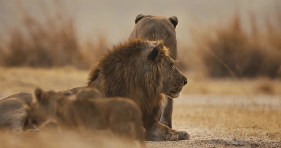 Close up of a lion pride in the savanna during daytime