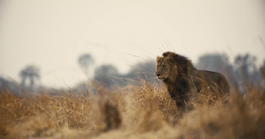 Lion stands and observes the savannah during daytime
