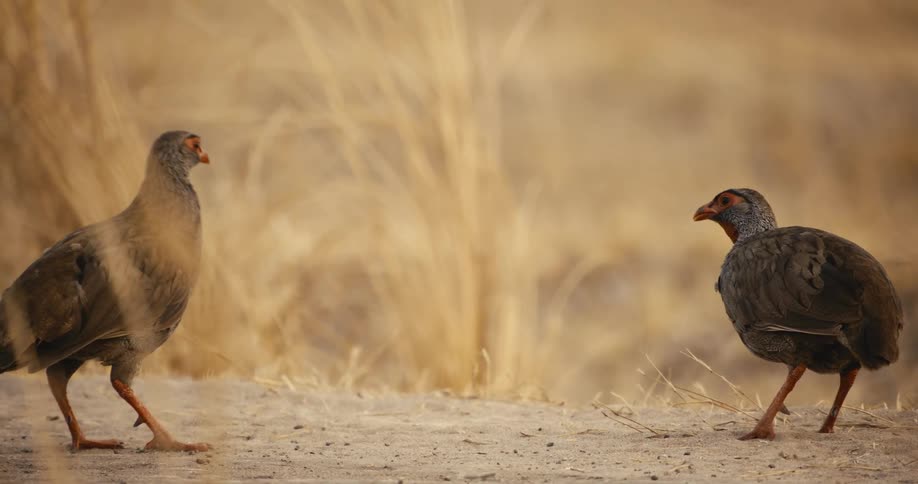 Two birds walking side by side in a grassy landscape
