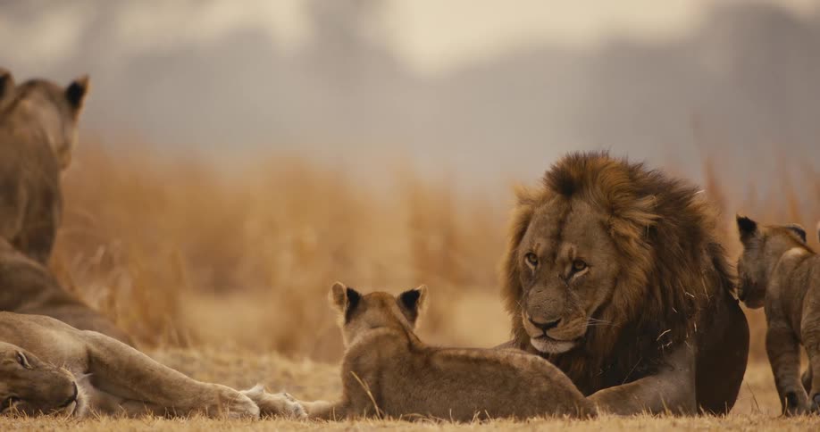 Family of lions in a jungle during the day