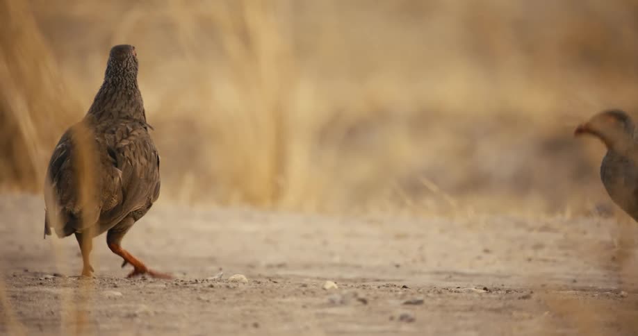 Two birds walk on the soil