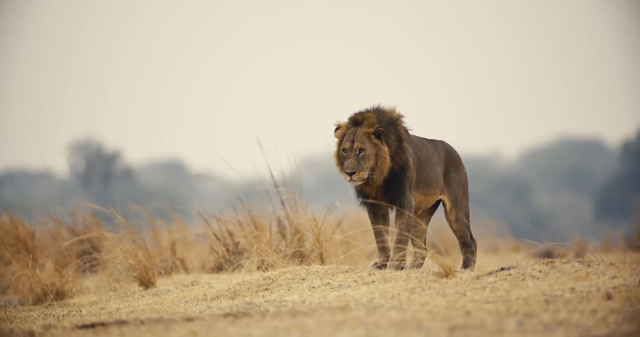A lion walks across dry grassland before coming to rest