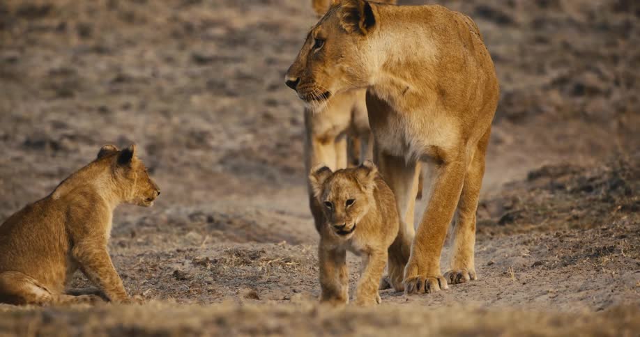 Two lion cubs and adult lions move together across a dry open plain