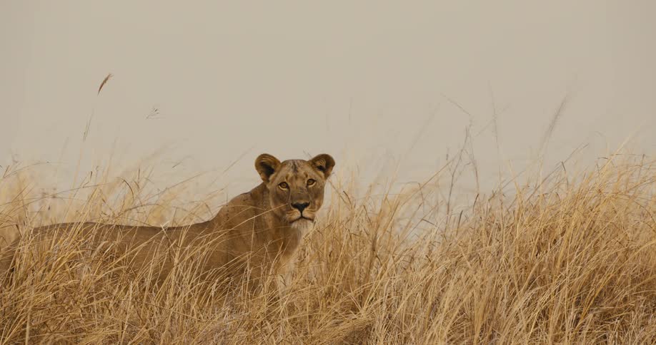 Lioness in a savannah with tall dry grass during a cloudy day