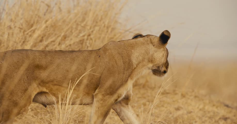 A lioness walks slowly through tall dry grass in a savanna