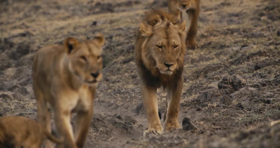 Lion family with cubs walking in the jungle